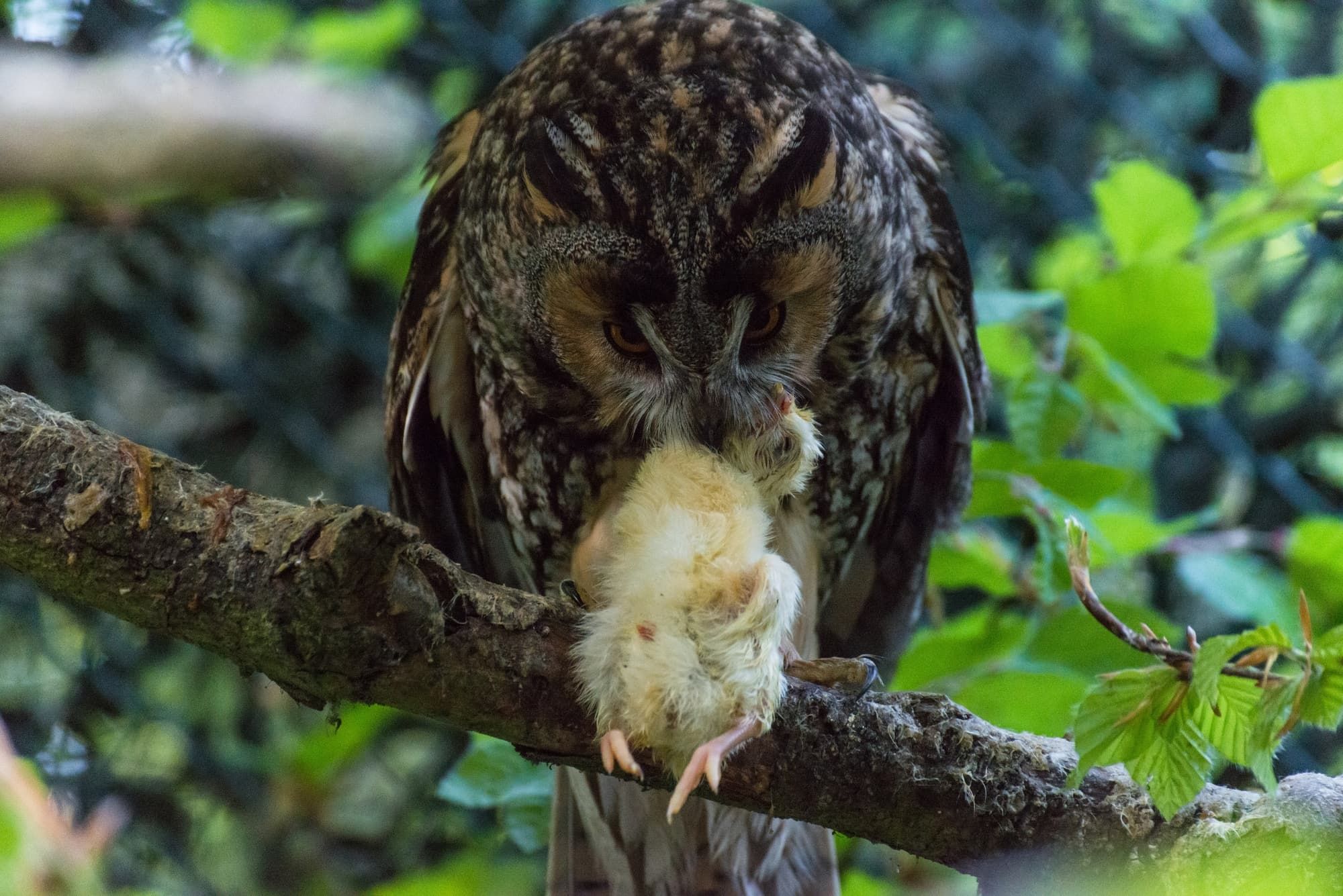 An owl eats a little chick on a branch.