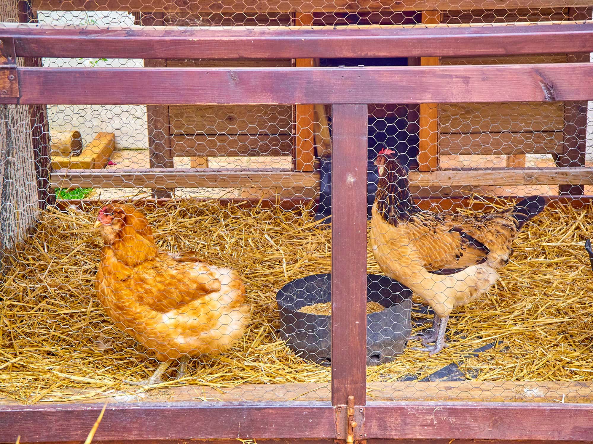 Hens eating grain in his chicken coop.