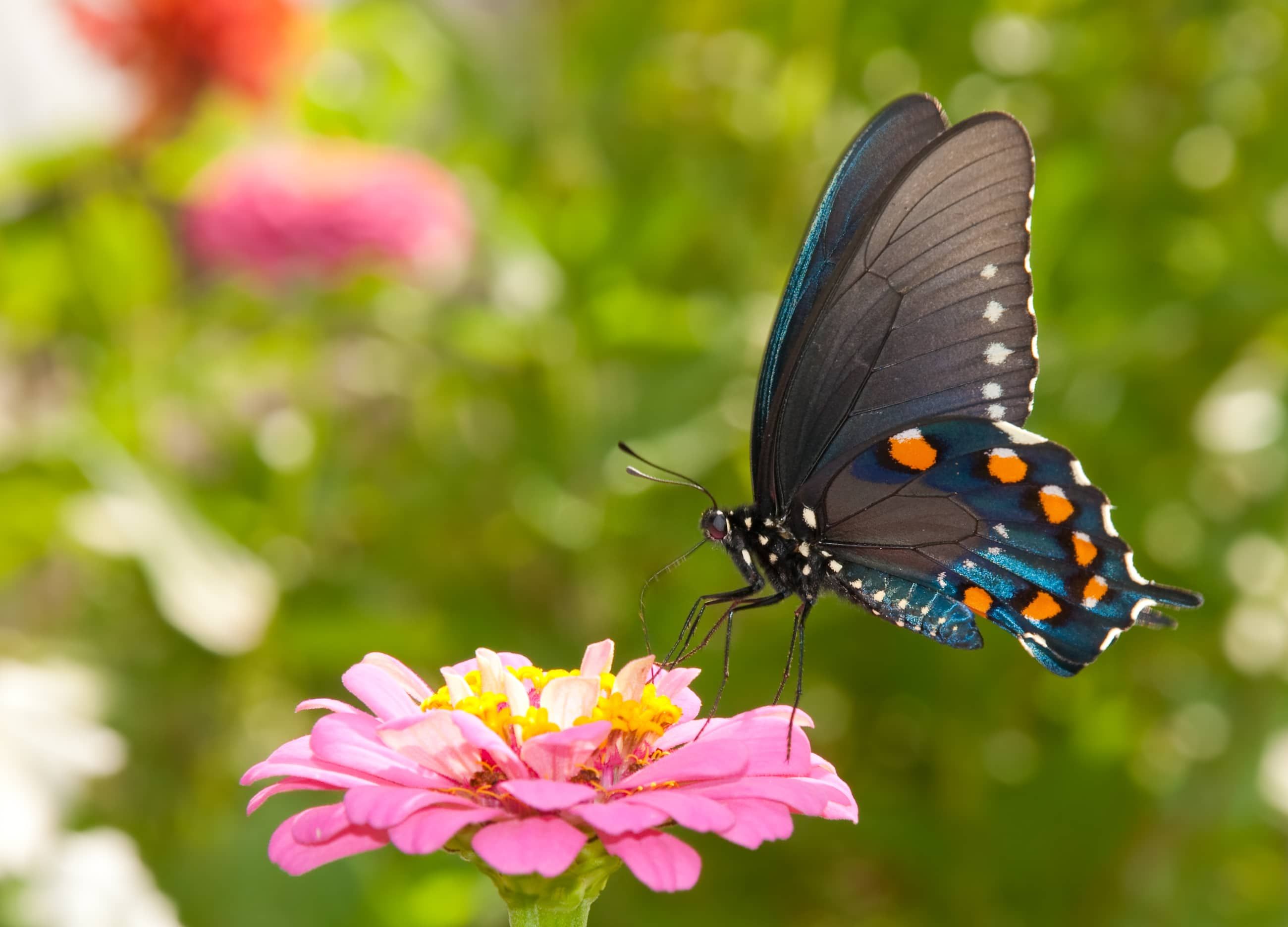 Green Swallowtail butterfly feeding on a pink Zinnia in sunny summer garden