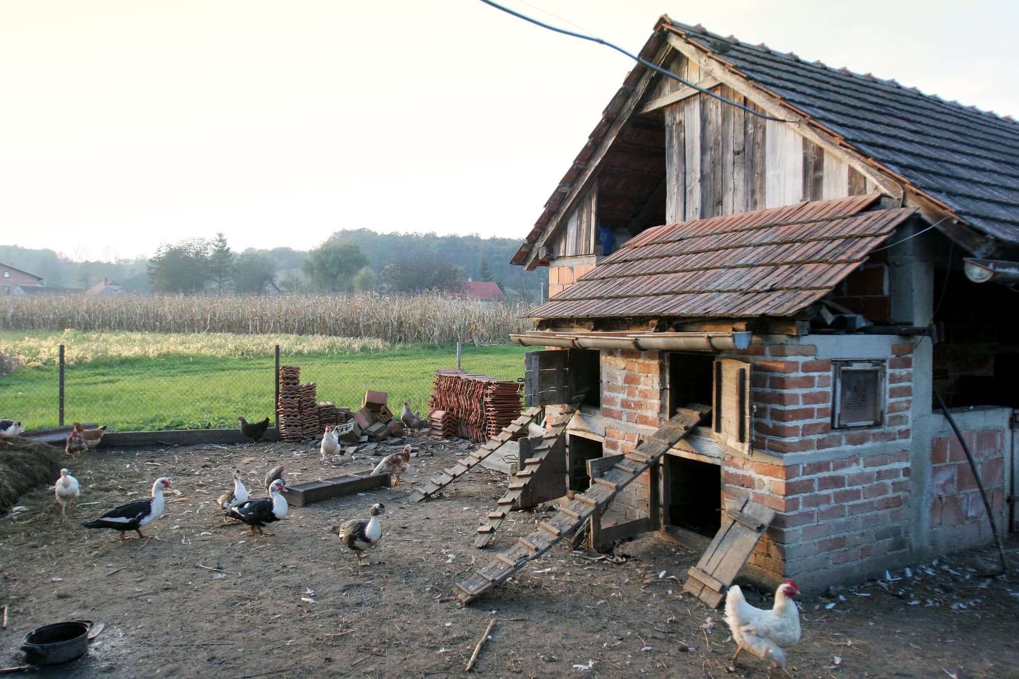 A group of hens, roosters and ducks walking in the yard in front of a hen house.