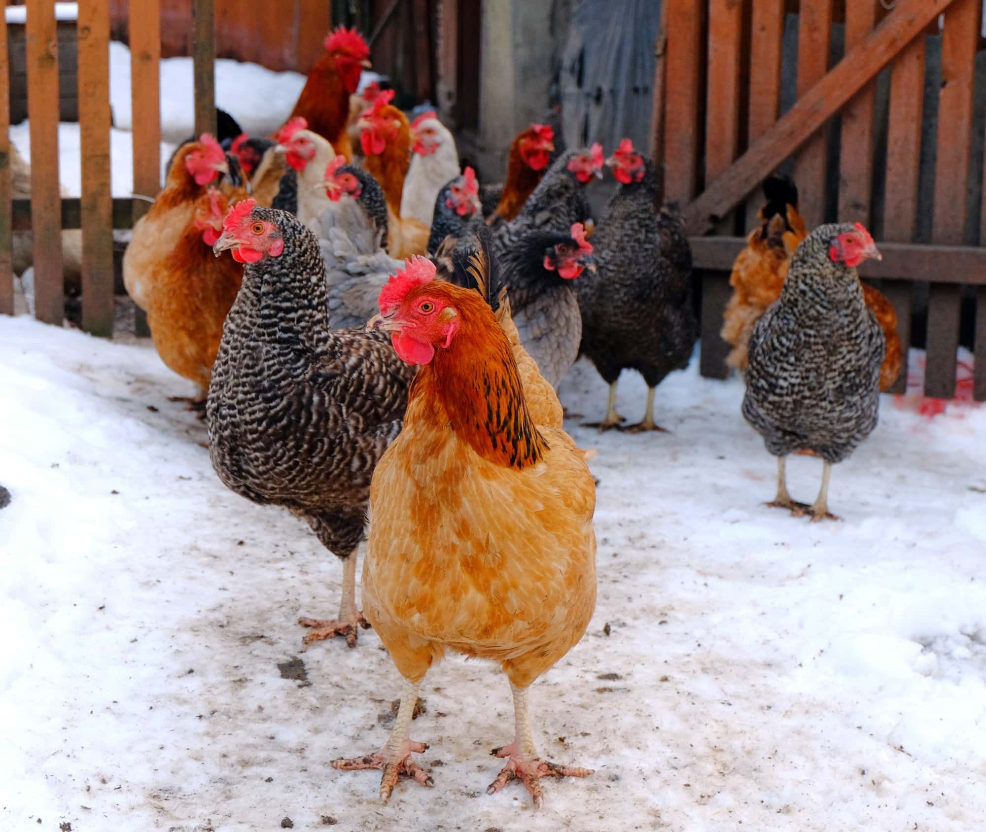 Hens and cock on a barnyard in a winter period