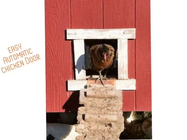 6 Chicken Coop Door Ideas