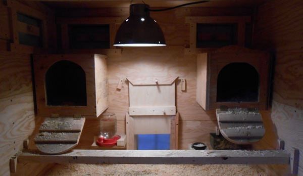 65 Amazing Chicken Coop Nesting Box Ideas