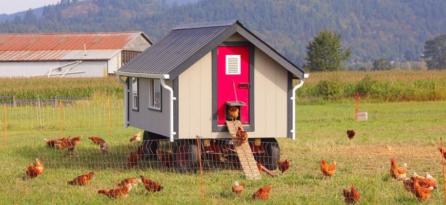 Cosy checkin coop in the middle of fence field and hens on the ground.