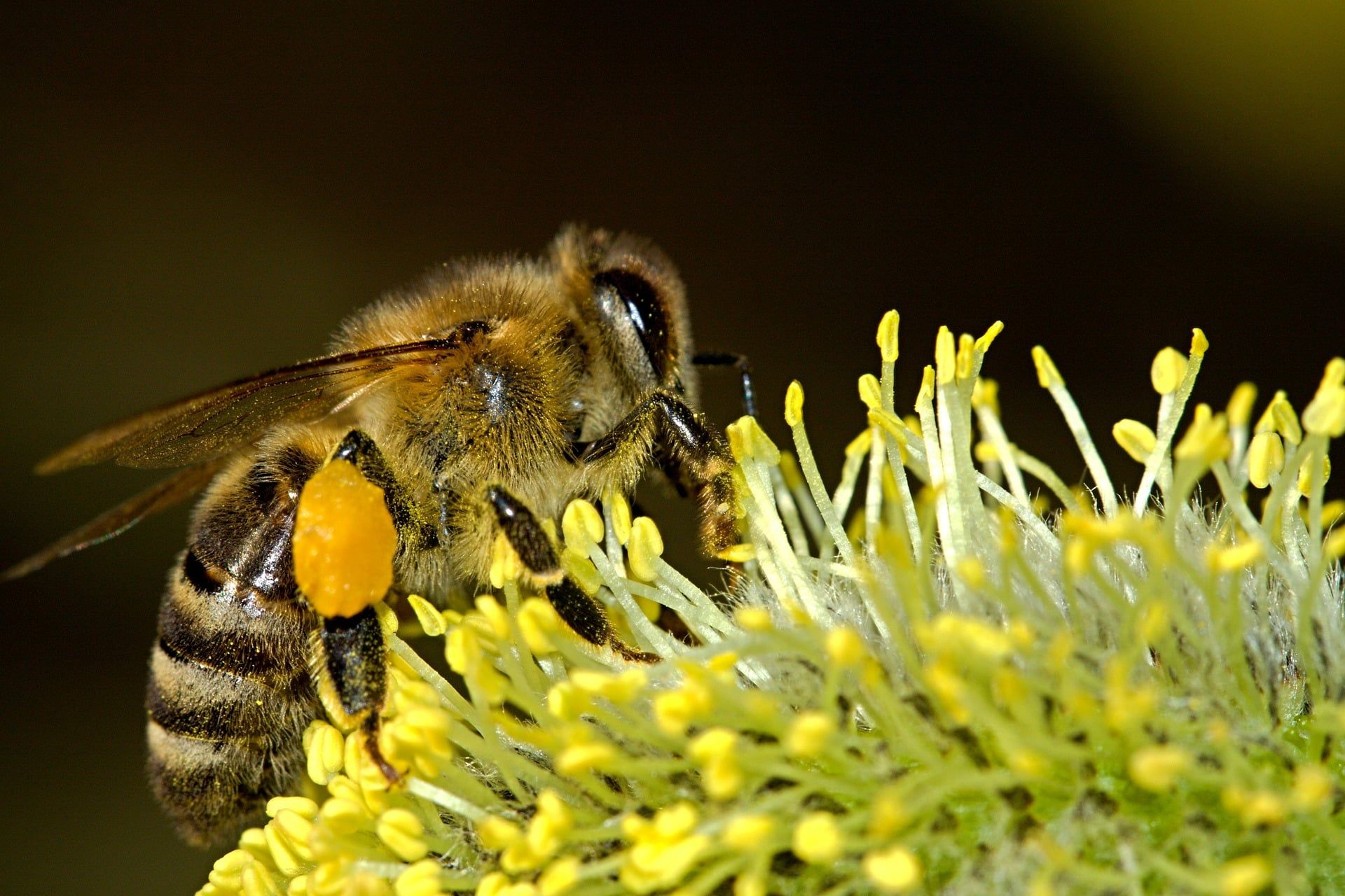 Honey Bee collectingpollen from flower.