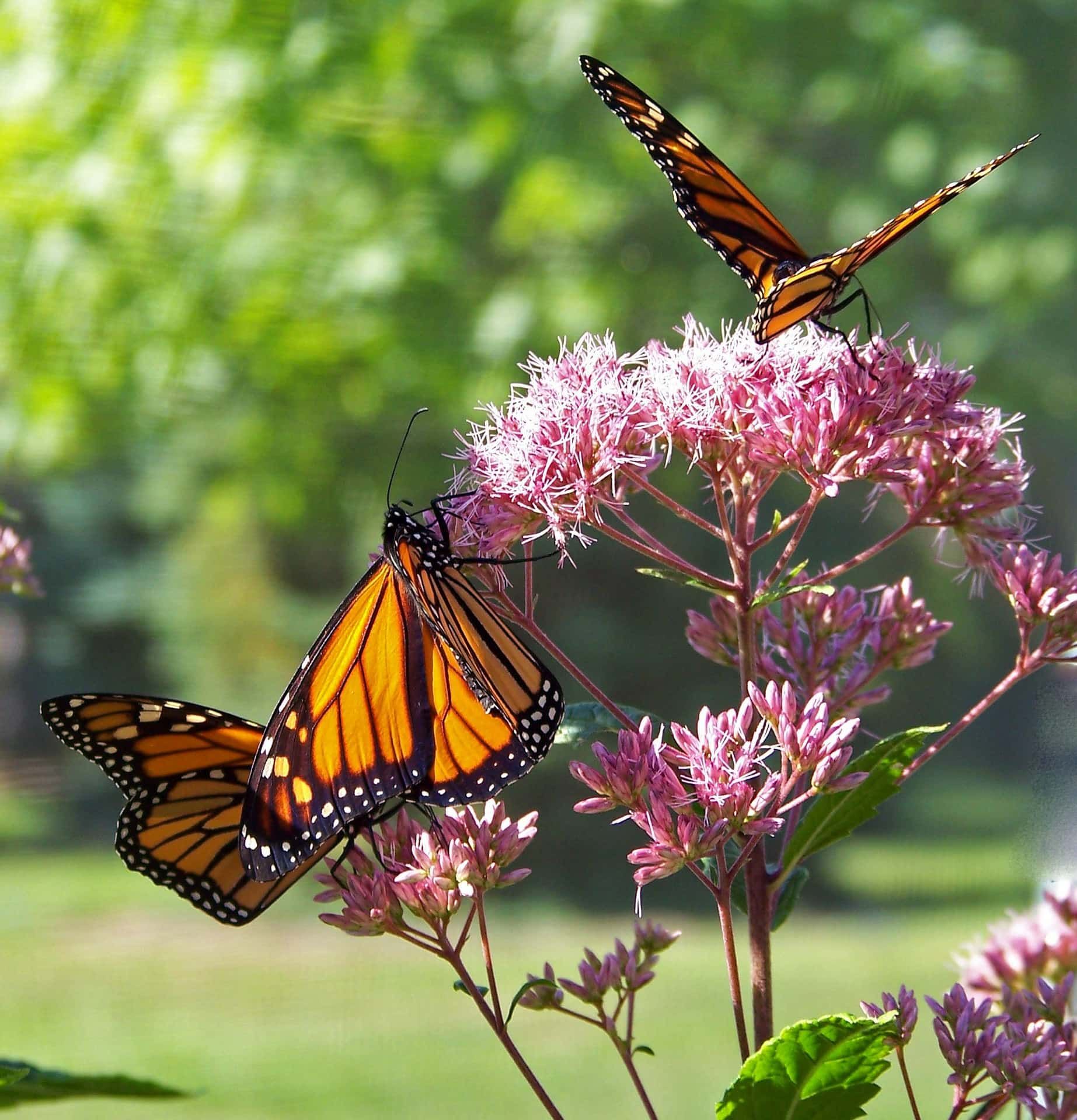 Monarch butterflies collecting nectars on flower.