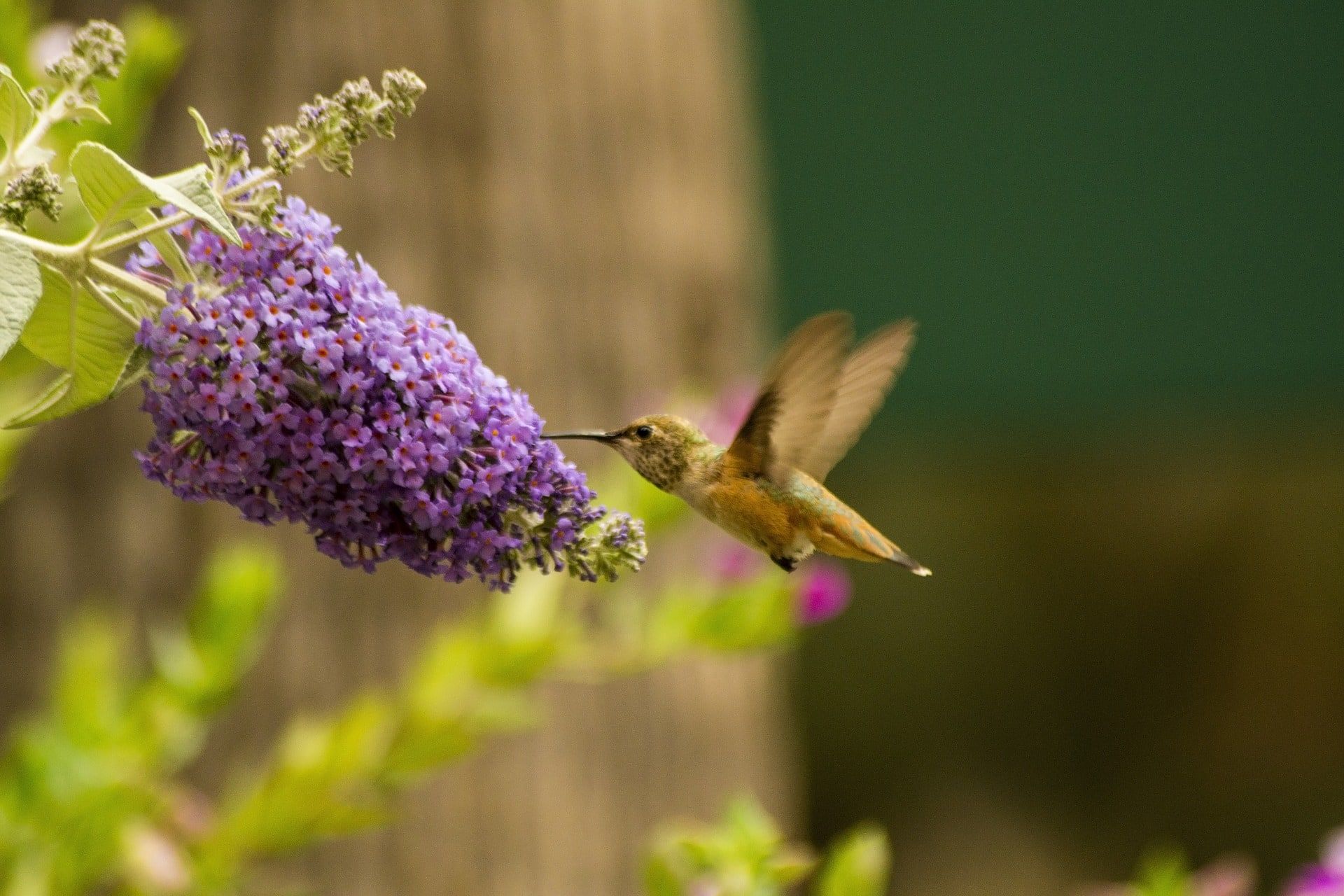 Humming bird sipping nectars on flower.