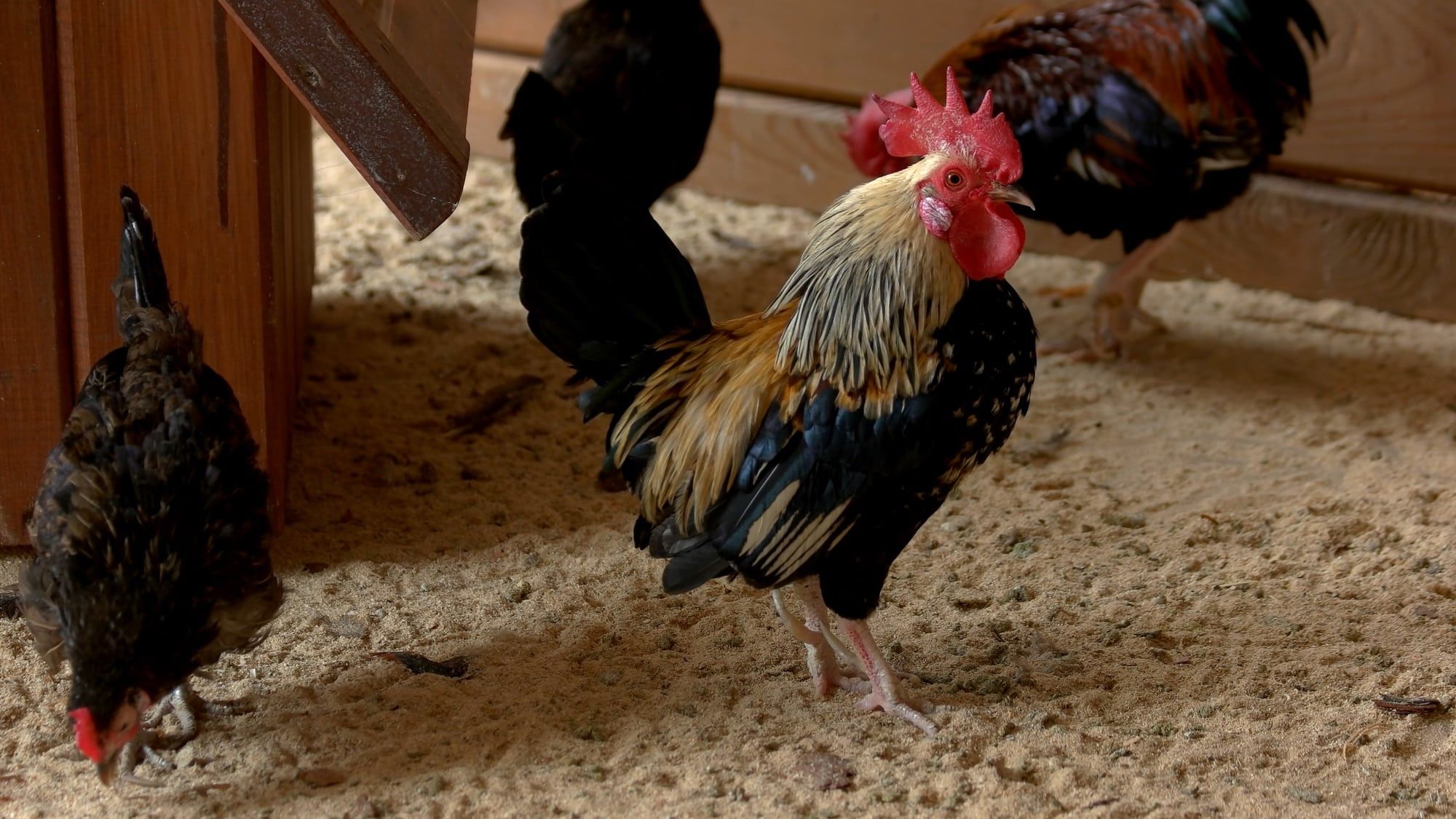 Beautiful colorful rooster in the chicken coop. Adult beautiful rooster with colored feathers walking on the ground in a henhouse.