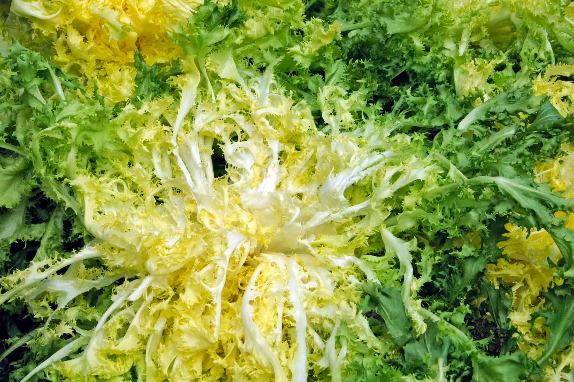 some escarole endives ready to sell