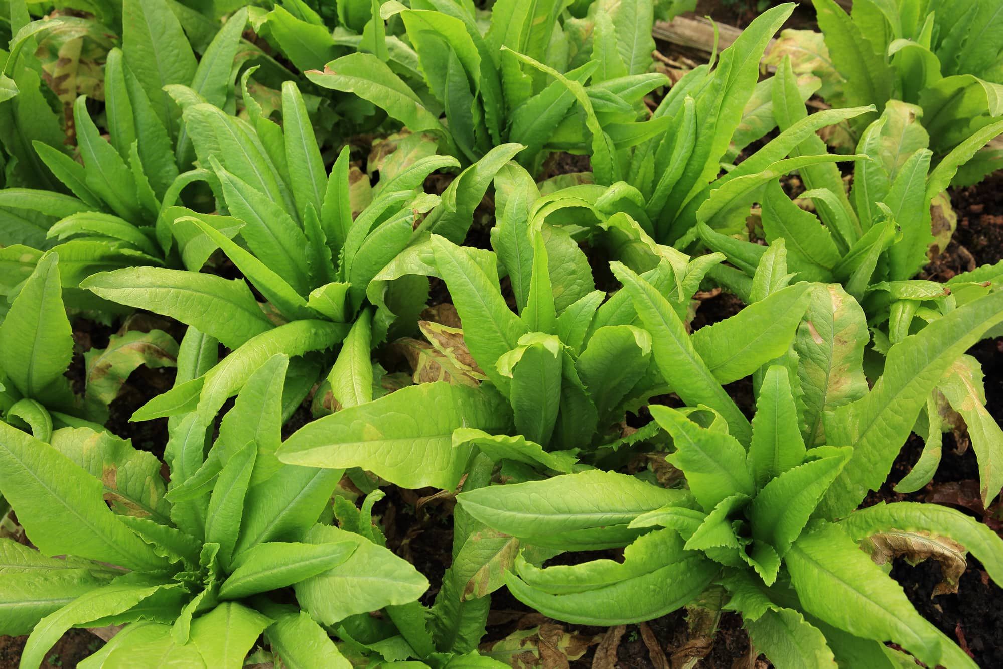 green asparagus lettuce crops in growth at vegetable garden