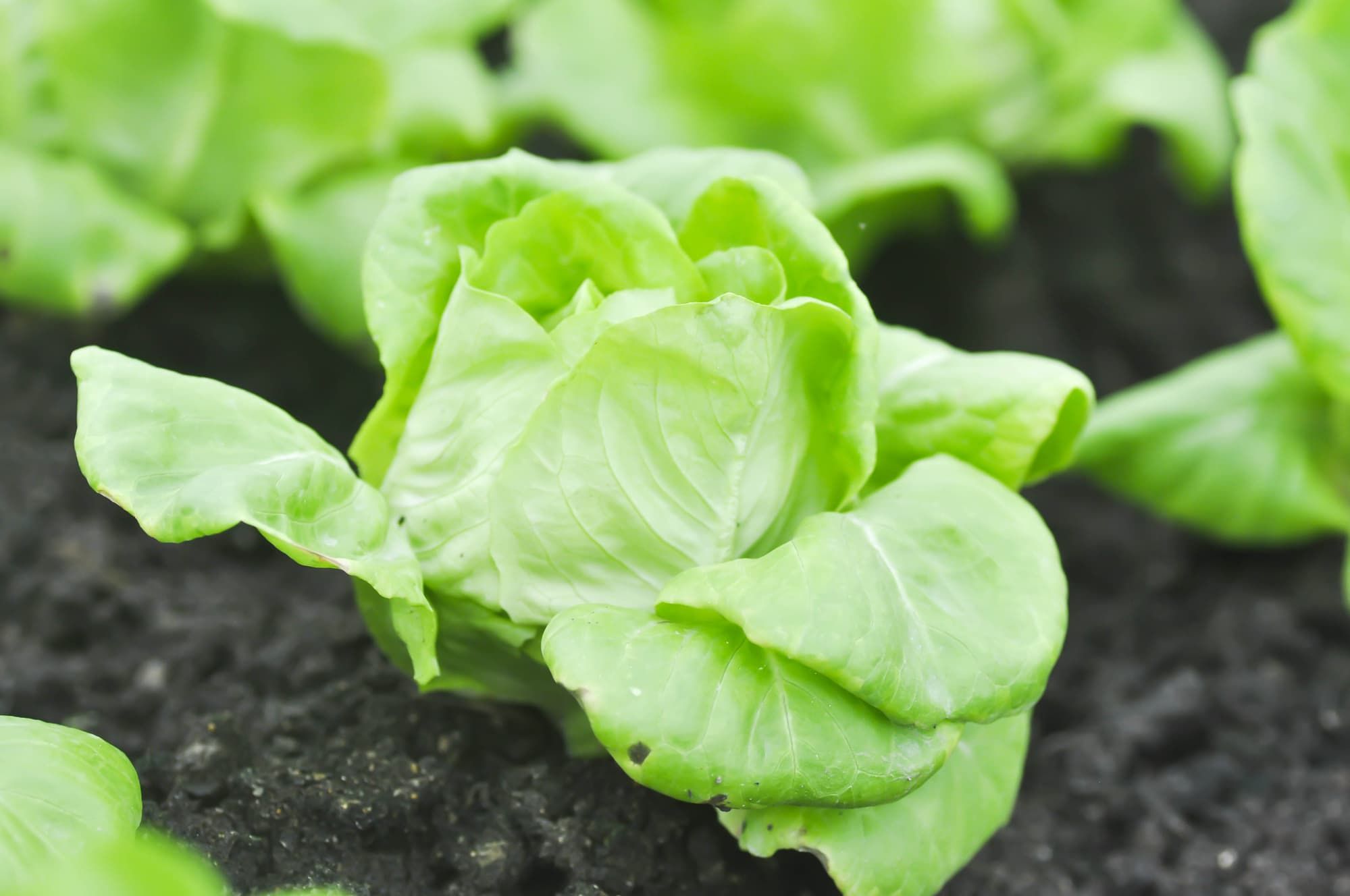 butterhead lettuce or lactuca sativa capitata in vegetable garden