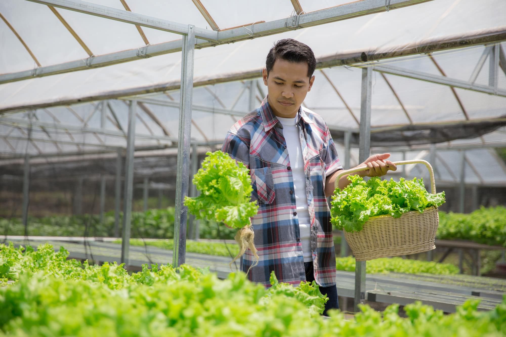 happy asian male harvesting vegetable from his own hydrophonic farm