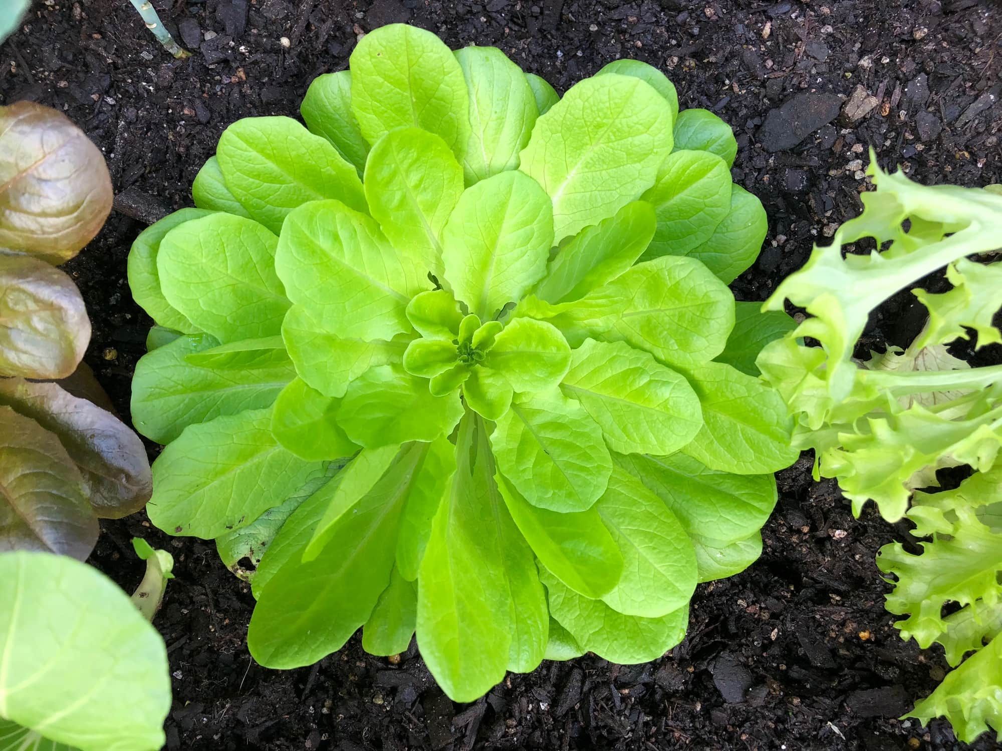 Photo of Buttercrunch or Butterhead Lettuce grown in a home garden viewed from viewed from top