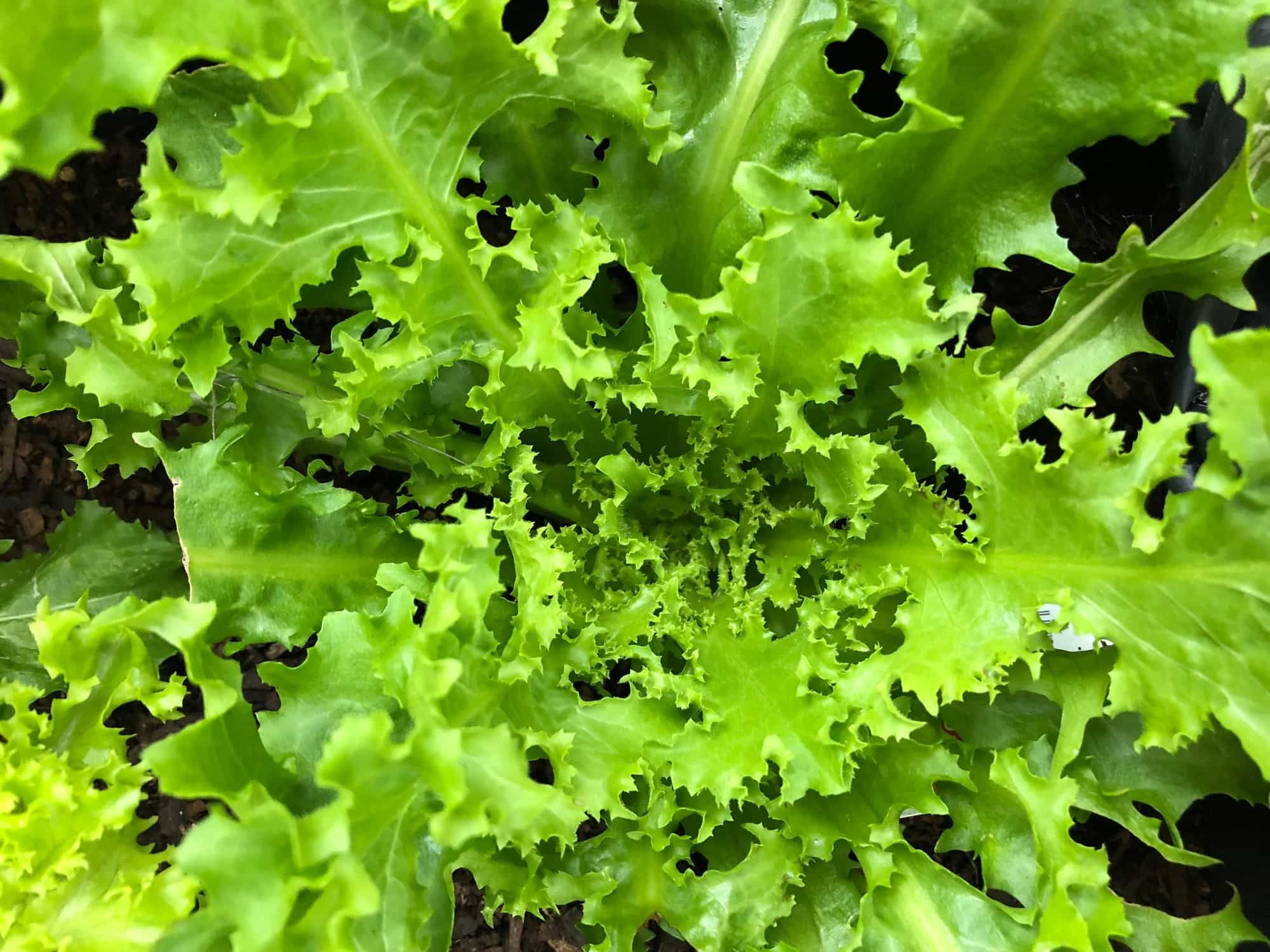 Close-up photo of an organic green curled or curly lettuce of endive variety viewed from top planted in urban home garden.