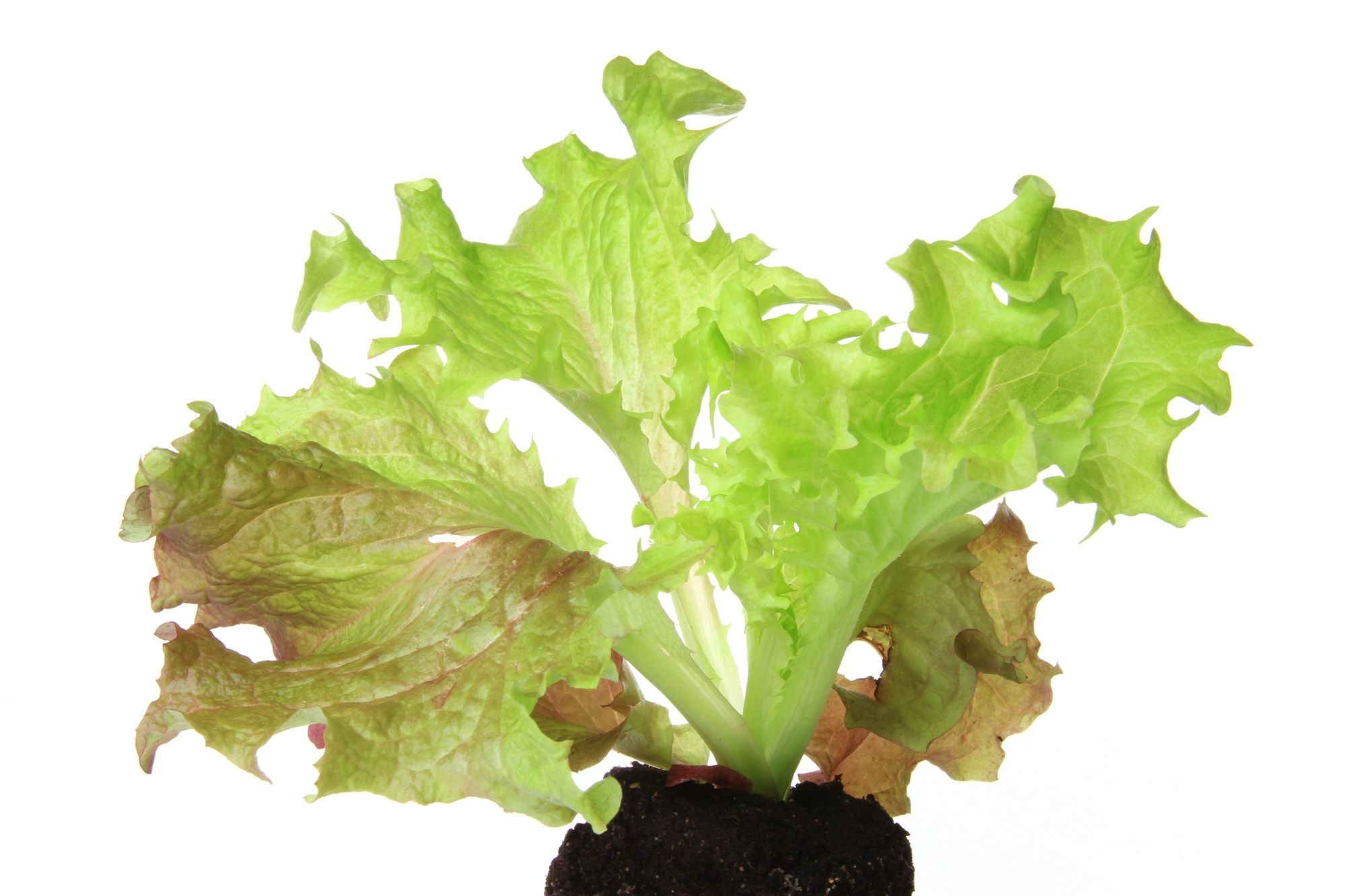 Salad seedling of leaf lettuce variety &quot;Lollo Rosso&quot; (Lactuca sativa var. crispa), isolated inl front of white background