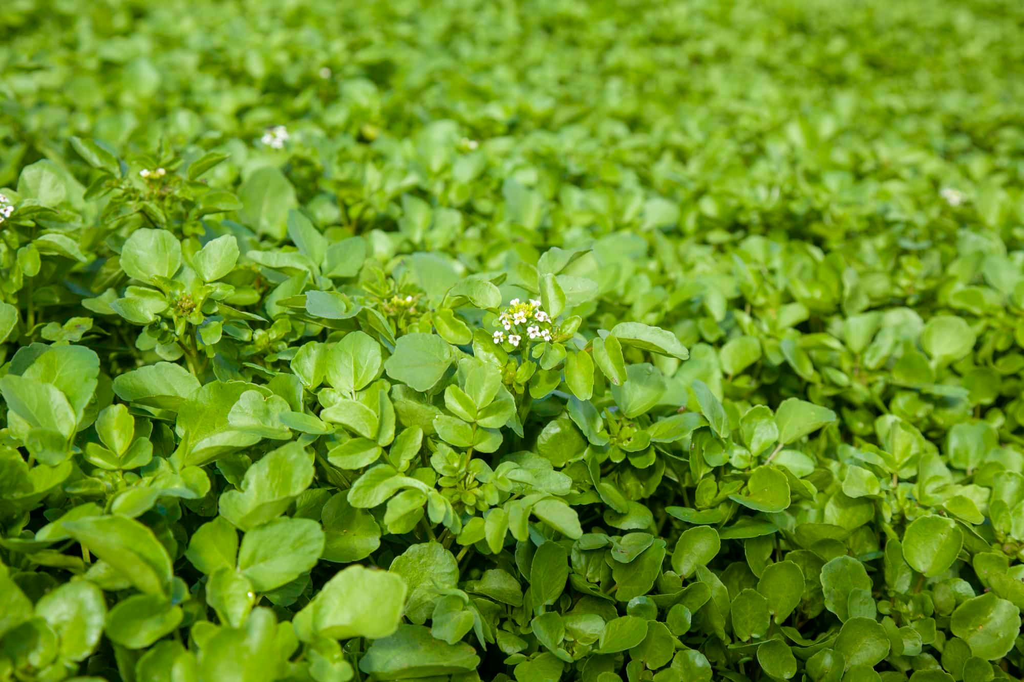 growing watercress, young plants with some shoots starting to flower, food background