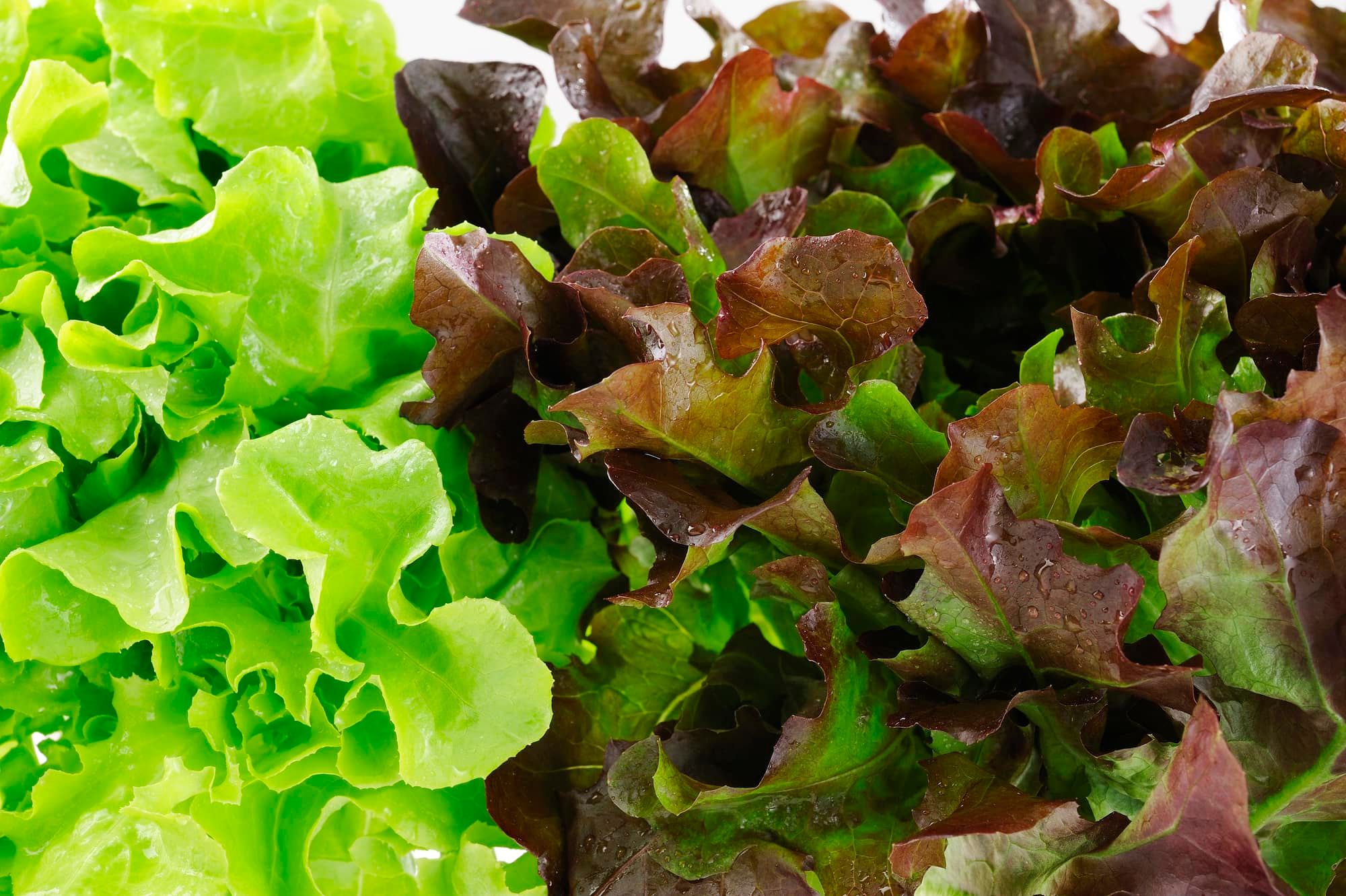 close up of green and red oak lettuce