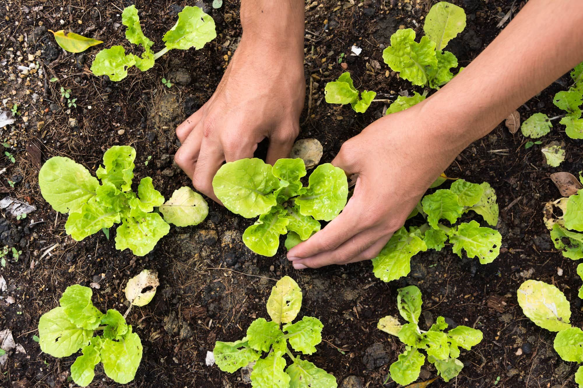 Planting vegetable garden