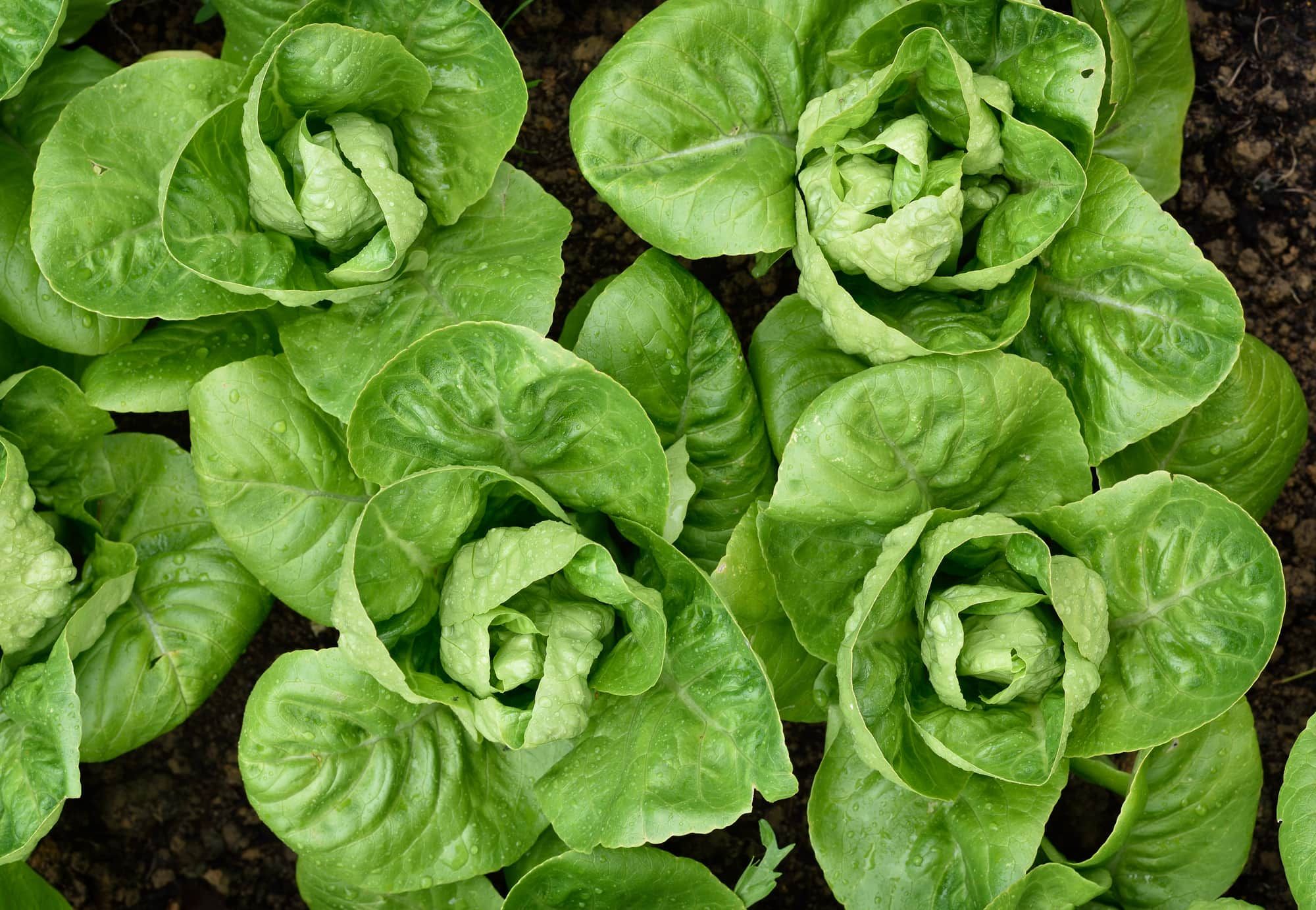 Little Gem Romaine Lettuce in a garden. Top view. Small lettuces growing in a row in a garden. Organic gardening.