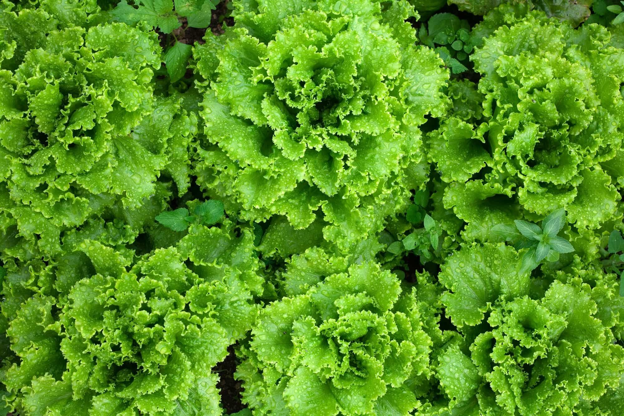 An image of bright fresh green lettuce