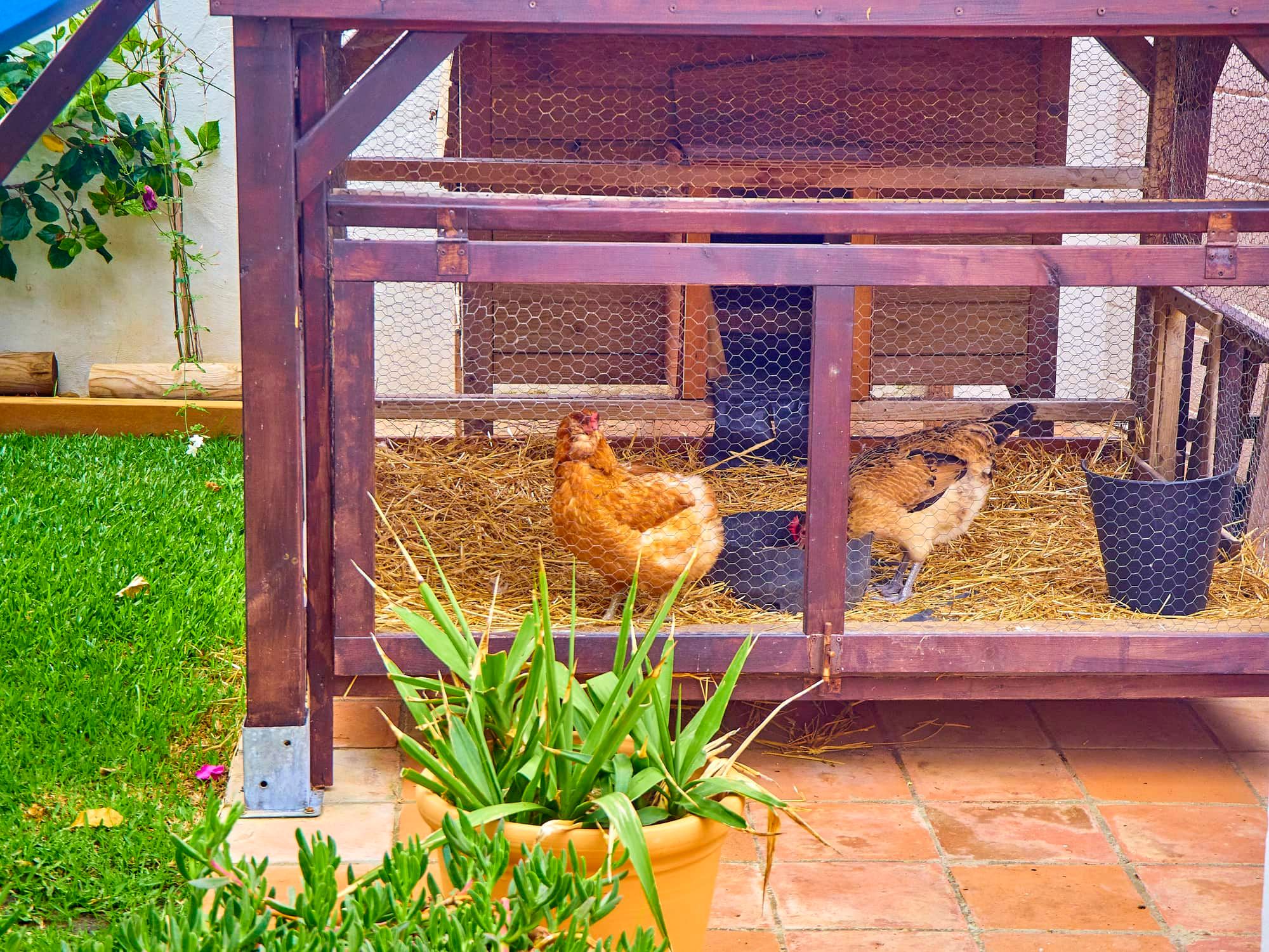 Hens eating grain in his chicken coop