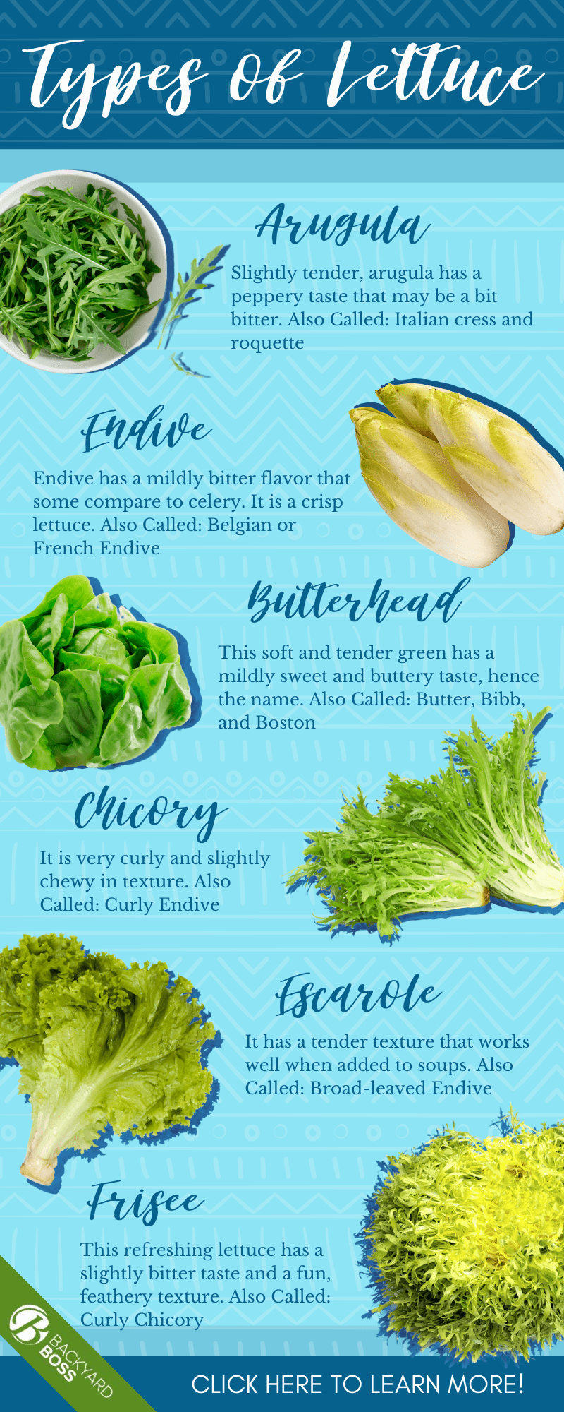 Everything You Need to Know About Lettuce - Infographic