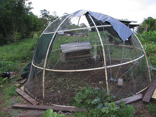 A Chook Dome of the classic Woodrow design