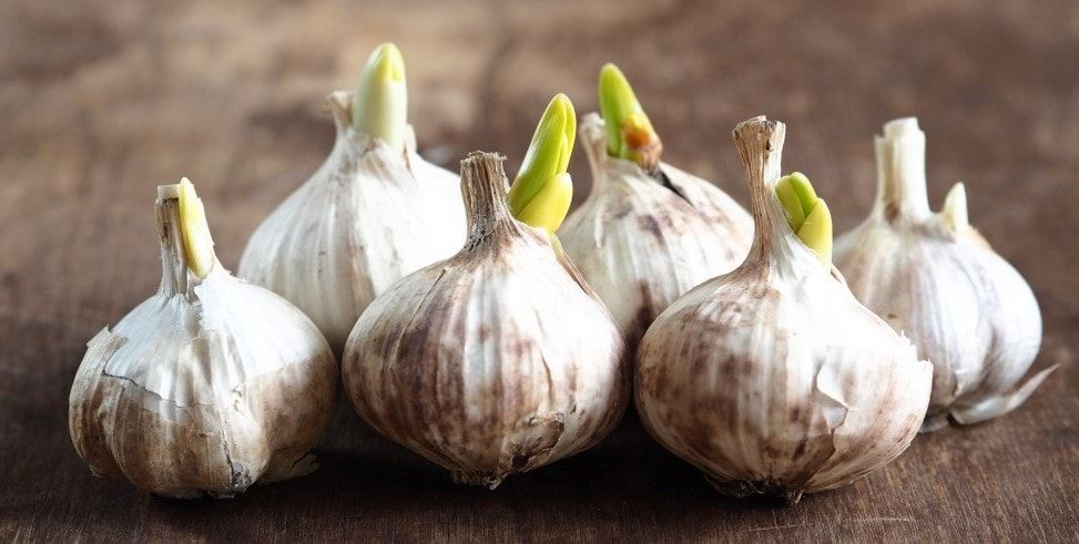 Garlic Sprouting