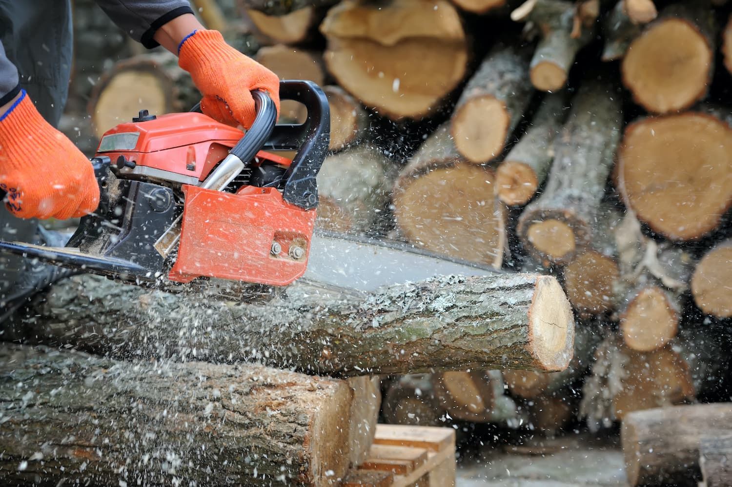 Man cutting tree trunk with chain saw