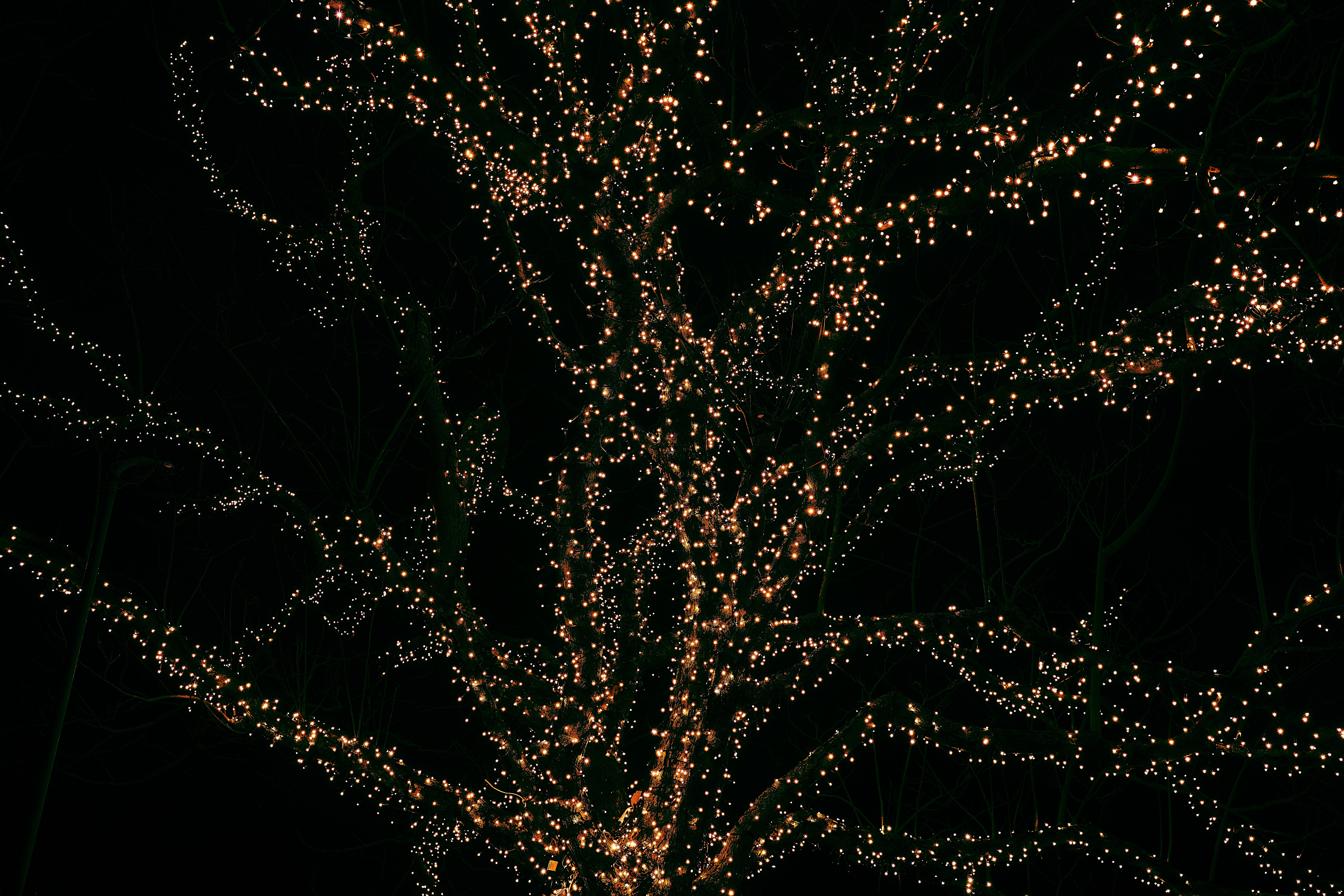 fairy lights on a tree