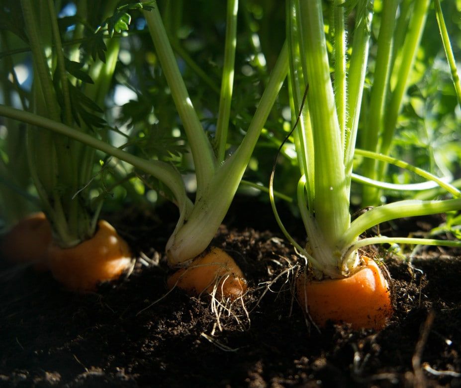 perfect carrots growing