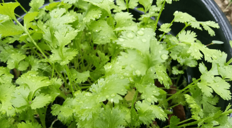 cilantro plant grown in a pot from coriander seed