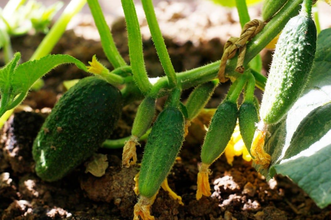 cucumbers grow quickly