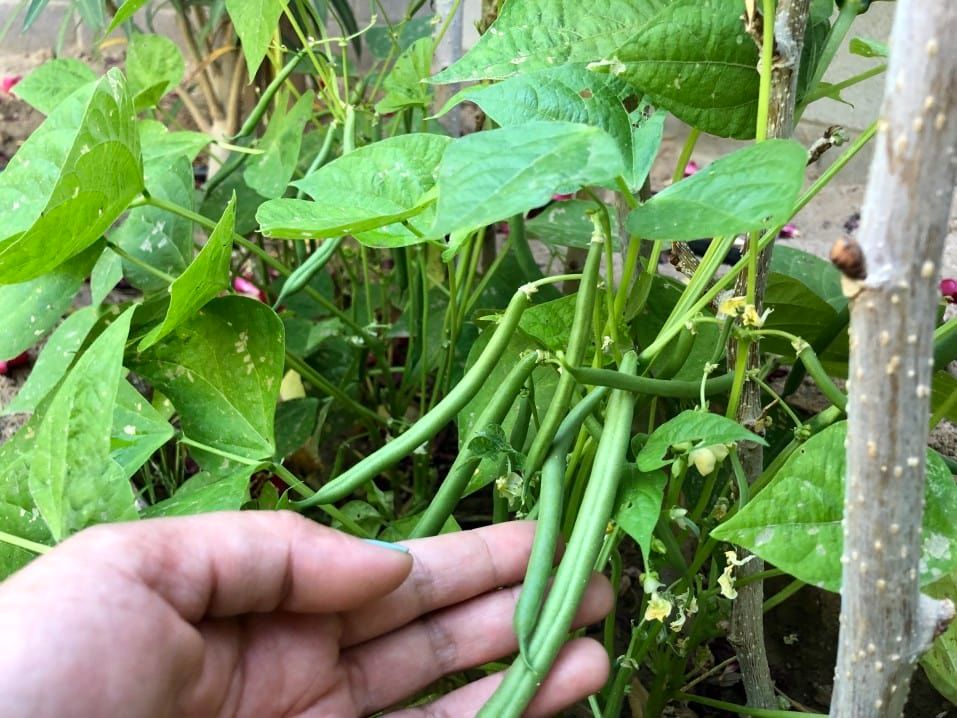 green beans grow quickly
