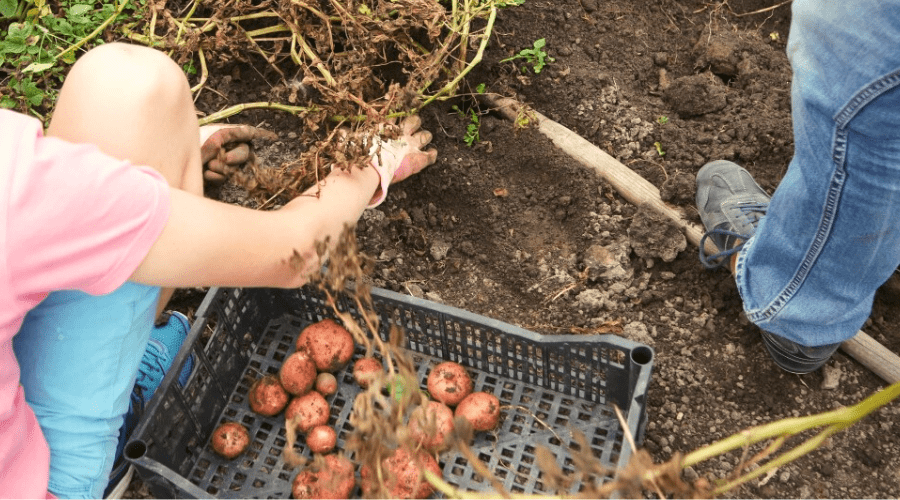 harvest red new potatoes home garden