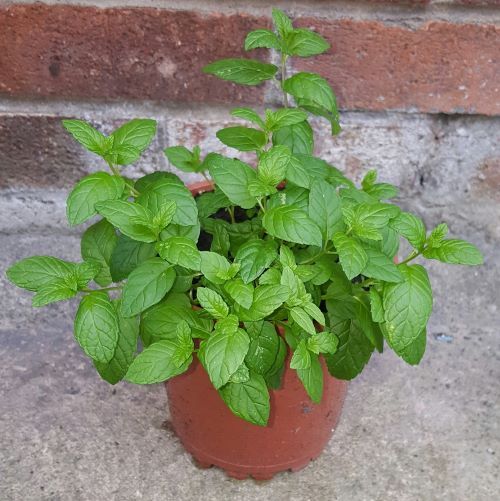 Mint growing in pot