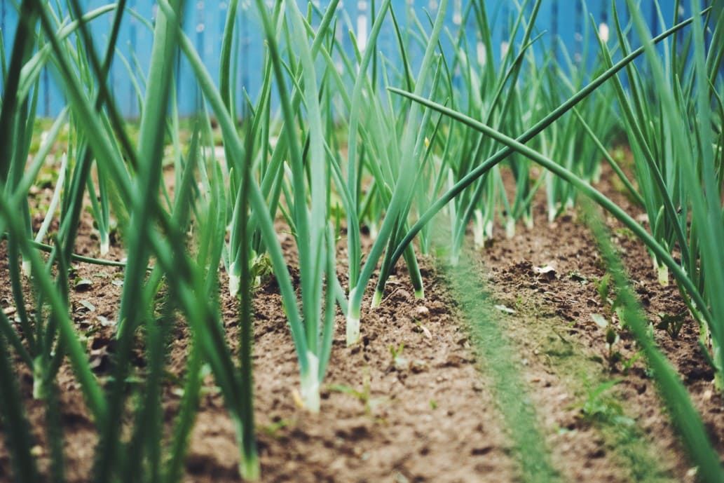 onion shoots coming out of the ground