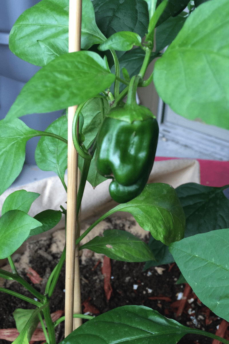 How To Grow And Harvest Bell Peppers At Home