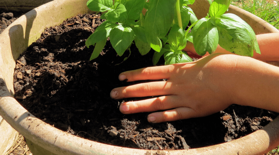planting seedling in large container of soil
