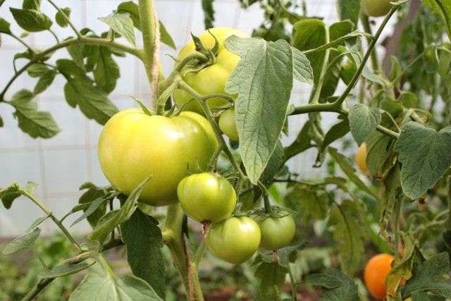 growing tomatoes is easy