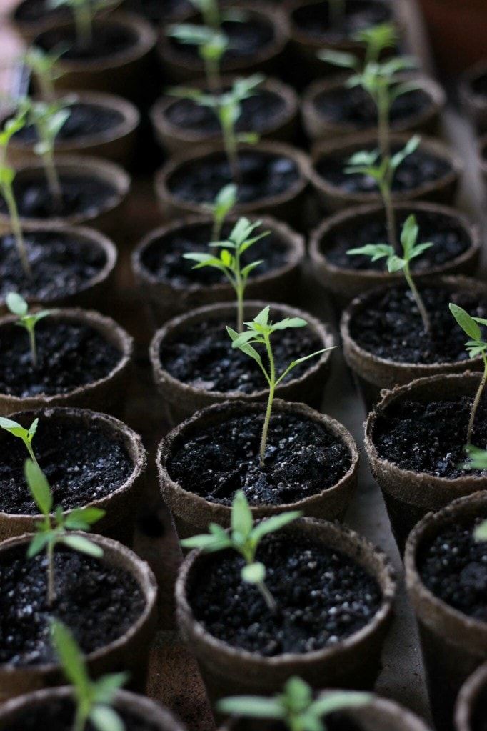 Tomato seedlings to be replanted