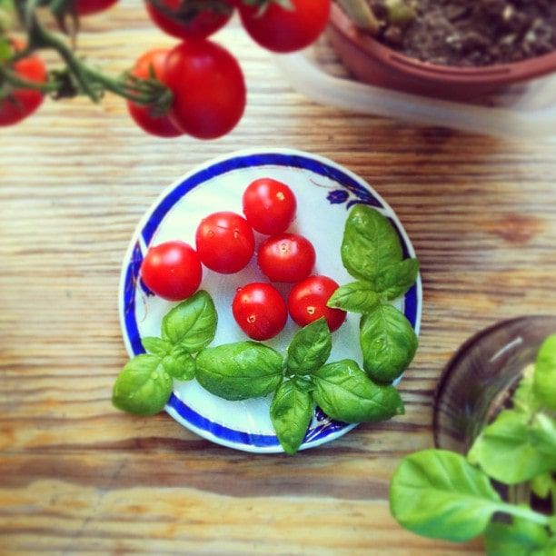 tomato and basil on a plate