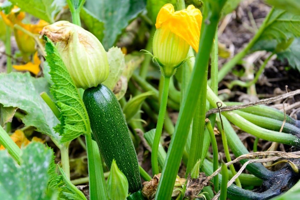 growing zucchini in a garden