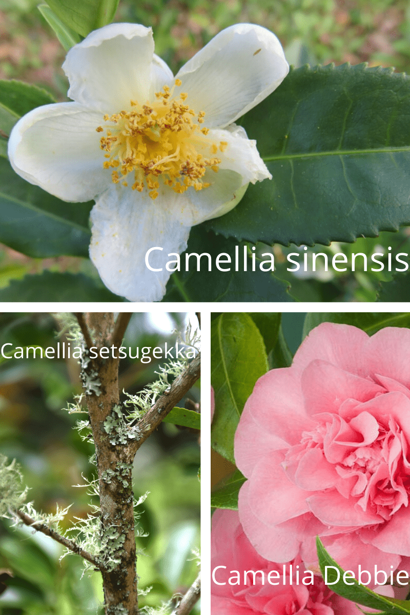 Camellia Varieties 17 Different Camellia Plants to Grow at Home