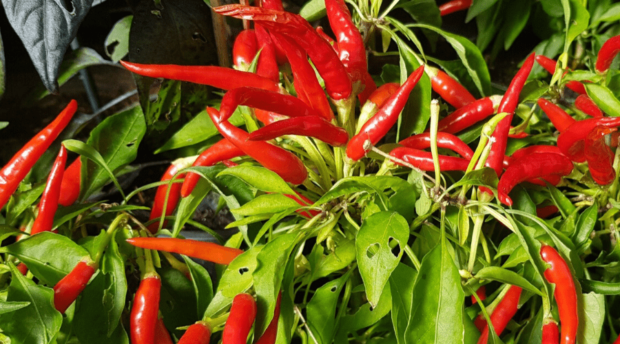 ripe chilies on plant