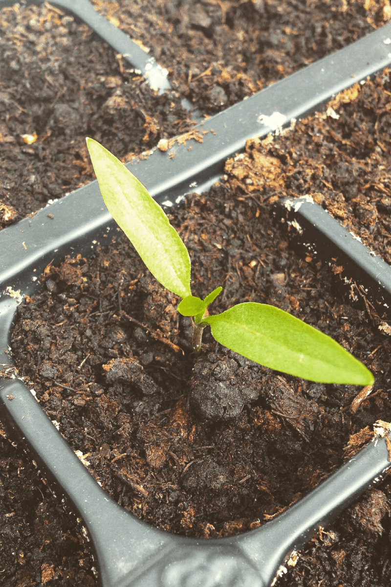 chili pepper plant seedling in tray