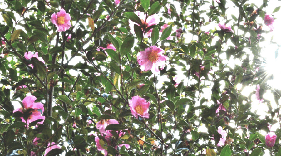 Sasanqua Camellia Trees: The Ultimate Backyard Gardener