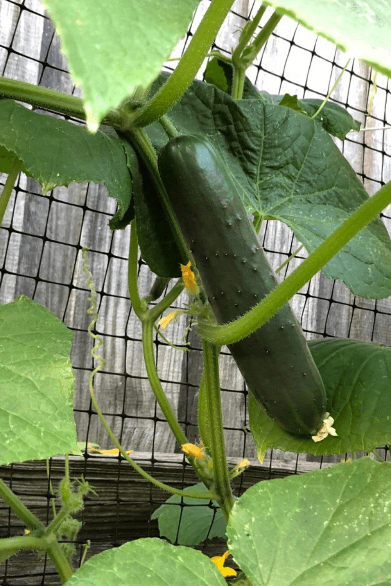 cucumbers climbing trellis in home garden