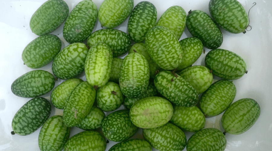 a pile of mini cucumbers on a white tile counter top