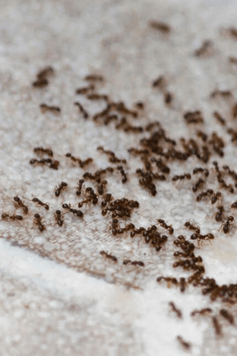 ants on indoor tile